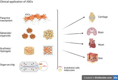 Adipose Stem Cells in Regenerative Medicine: Looking Forward